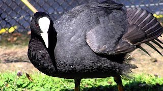 Eurasian Coot - Fulica Atra - Bird Call - Birds Sounds