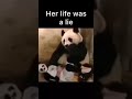 my brain cells are dead 🤣 #like #memes #fyp #trending #panda #viral