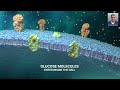 glucose and cells. glucose transporter how insulin gets glucose into a cell