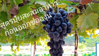 สูตร​ปุ๋ย​ต้นองุ่น​ เพื่อการสะสม​อาหาร​เตรียม​ออกช่อ🍇