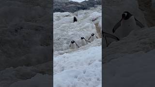 A knitting cruise with penguins! #antarctica #arnecarlos