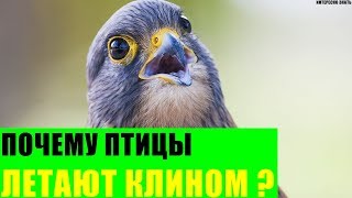 Почему птицы летают клином?