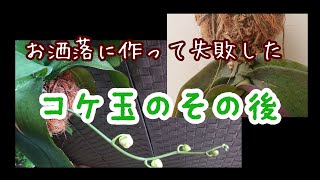 胡蝶蘭ーコケ玉失敗のその後。６月から花芽～水やり問題と葉の色変わり。根腐れ防止で胡蝶蘭の育て方をアレンジした結果報告