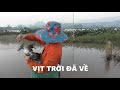 VỊT TRỜI ĐÃ VỀ