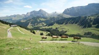 swiss cows2