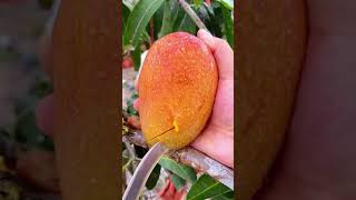 Saatnya panen mangga #mangga #mango