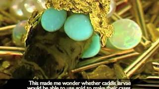 Caddis Fly used in Jewellery / Modern Art