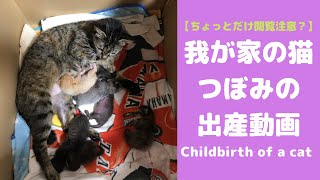 【ちょっとだけ閲覧注意？】猫の出産　我が家の猫、つぼみの出産の動画です。頑張って6匹の赤ちゃんを産んだつぼみをご覧ください。Childbirth of a cat