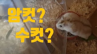 햄스터 안 만지고 암수구별 하는 꿀팁 / 준비물 두개만 있으면 됨. How to /