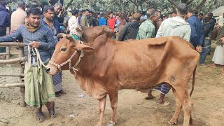 @আজ ৫ ফেব্রুয়ারী ২৫ | সবচেয়ে শুকনো হাড্ডি গরুর দাম | আফতাবগঞ্জ হাট | দিনাজপুর