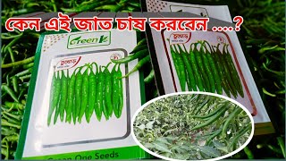 এই মরিচের জাতটি চাষ করলে আপনি লাভবান হবেন । তুখোড় গ্রিনওয়ান tukhor