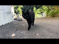 坂道で追いかけてくる黒ねこちゃん　no.４２０　２０２３年　９月２４日　１６：００　のくろねこちゃん　black cat