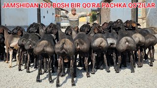 200 BOSH 1 QO'RA QO'ZILAR PACHKALARI KELDI SHOSHILING