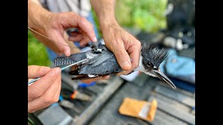 Uncovering the Mysterious Belted Kingfisher