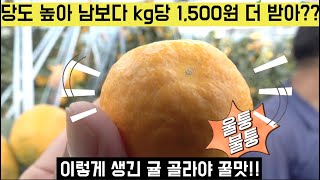 [한국농수산TV] 감귤 당도가 높아 남보다 kg당 1,500원 더 받는 농부 이야기 - 제주 서귀포