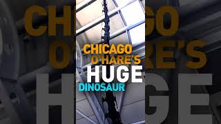 Huge dinosaur at Chicago O'Hare Airport | Brachiosaurus