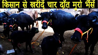 हर महीने की 05 तारीख हरियाणा की मुर्रा  भैसें कुराली मंडी में I Murrah Buffalo at Kurali Mandi