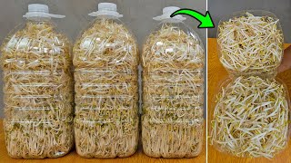 Growing bean sprouts with recycled plastic bottles - Grow a Vegetables No Need A Garden