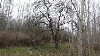 Atradumi, cara laiku monētas/Findings, coins of Tsarist times were found in meadows.RUS.sub.