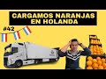 We load ORANGES in HOLLAND for SPAIN! #42 #road #truck #truckers #volvotrucks #work