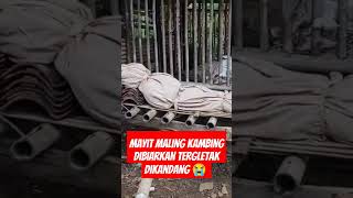 miris .!! mayit maling kambing dibiarkan di kandang oleh warga !!