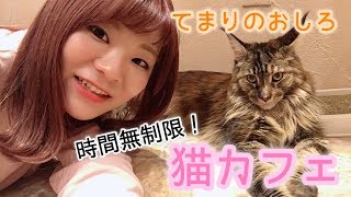 【癒し】時間無制限の猫カフェ行って来た！