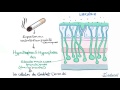 physiopathologie et symptômes d une bronchite chronique bpco