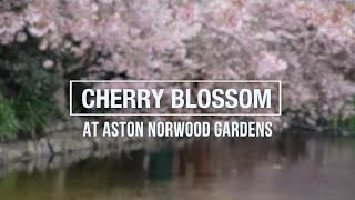 Cherry Blossom at Aston Norwood Gardens - Wellington New Zealand