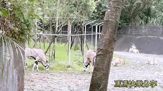 羚羊，台北市立動物園，野生動物，羚羊