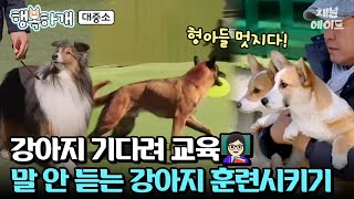 강아지 기다려 훈련 꿀팁! 웰시코기 삼둥이 대중소의 개과천선?! #행복하개 #웰시코기 #대중소