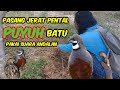 PASANG JERAT PENTAL PUYUH BATU PAKAI SUARA ANDALAN @Kohenk