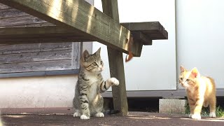 野良子猫ズとゲーリークラブで遊ぶ 【亀山ダム野良猫ファミリー】