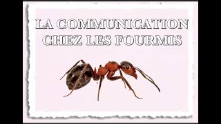 LA COMMUNICATION CHEZ LES FOURMIS - Olympiades de Biologie 2022