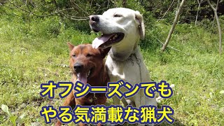 林道で猟犬を散歩すると大変！とにかくイノシシを探そうとします。