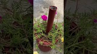 പൂക്കൾ വിരിയുന്ന ട്രൈപോഡ് home gardening ideas