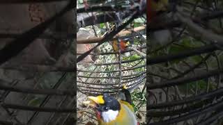 chim ngu sát anh e rut đang ký  kênh dam me chim để thấy nhiều video hay hơn nhe (cam on)