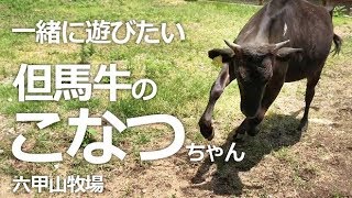 一緒に遊びたいこなつちゃん【六甲山牧場】大きくなった但馬牛のこなつちゃん