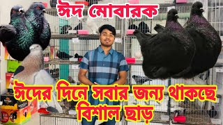 ঈদের দিনে মুন্ডিয়ান কবুতর কিনুন সবথেকে কম দামে। ৭০০ টাকা পিস কালো বিউটি কবুতর কিনুন। mundian pigeon