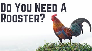 Can Hens Lay Eggs Without a Rooster?