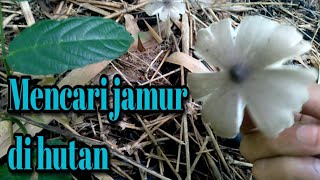 Mencari jamur di hutan