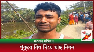 মতলব দক্ষিনে পুকুরে বিষ দিয়ে মাছ নিধন