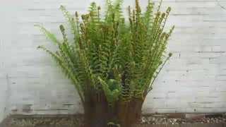 Growth of a fern - Groei van een varen