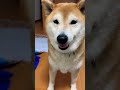 柴犬福 開けた瞬間のお出迎え柴犬🤣ready to welcome shorts tiktok shibainu 柴犬 funny 댕댕이 かわいい犬 시바견 perro