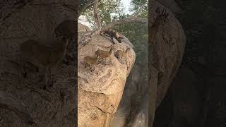 Wild dogs hunt antelope on a cliff