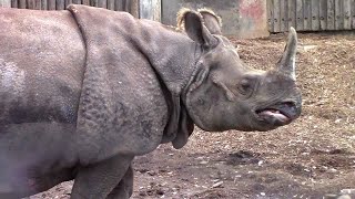 モーモーと鳴くインドサイ「ゴポン」（多摩動物公園） Indian Rhinoceros Voice