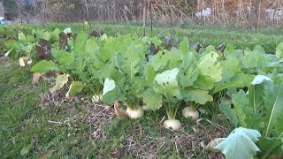 【自然農】2024年12月17日 カブがうまい季節！聖護院かぶ・長崎赤かぶなど【natural farming】