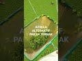 AZOLLA ALTERNATIF PAKAN TERNAK