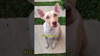 Cực Sốc: Chú Chó đặc biệt thông minh biết nói #tungletivi #funny #animals #shorts