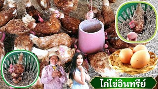 #การเลี้ยง​ไก่​ไข่​ #ไก่ไข่อินทรีย์​ เเบบไม่ขังกรง #วิธี​เลี้ยงไก่​ สมุนไพร​รักษา​ไก่ป่วย​