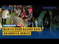 Buaya Berkalung Ban di Palu yang Viral Ditangkap, Kini Ban telah Dilepas Warga